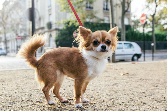 Chihuahua on a lead in Paris