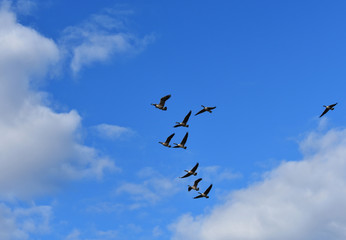 Canadian Geese heading south for the winter