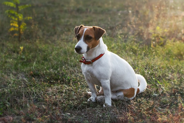 A small cute dog Jack Russell Terrier sitting on grass in the rays of the setting sun. Copy space
