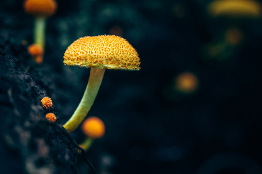 Mushrooms in a wood