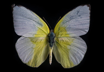 Lemon Emigrant white butterfly on black background