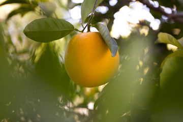 Orange Fruit