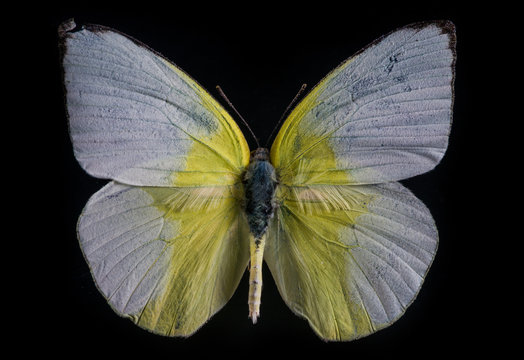 Lemon Emigrant white butterfly  on black background