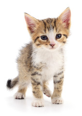 Kitten on white background.