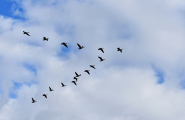 Flock of geese migrating in the fall