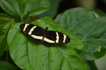 Heliconius hewitsoni