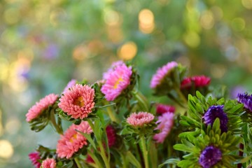 Bouquet di Aster e riflessi di luce