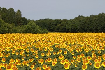 champ de tournesol