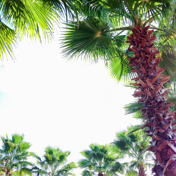 Palm trees surrounding blue sky sky