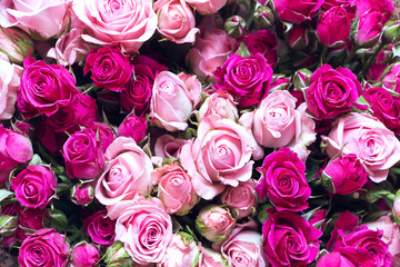 Obraz na płótnie Canvas roses are red and pink