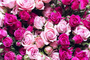 roses are red and pink