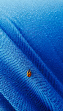 Ladybug on blue Creased Cloth