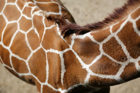 Close Up Of A Giraffe's Coat