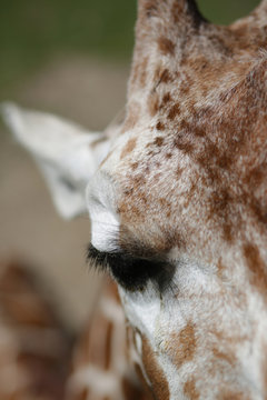 Close Up Of A Giraffe's Eye Lashes