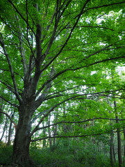 Fototapeta premium Spreading Tree