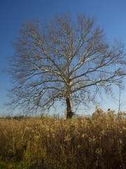 White Tree Against Brilliant Blue Sky