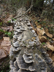 Fallen Log Covered in Fungus
