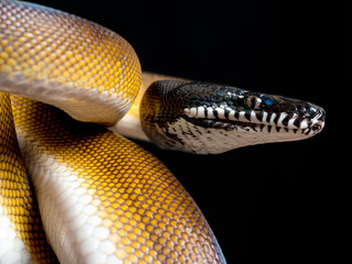 snake leiopython albertisii