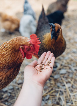Chickens