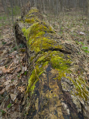 Moss on a Fallen Log