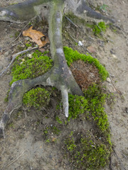 Distinctive Root and Moss