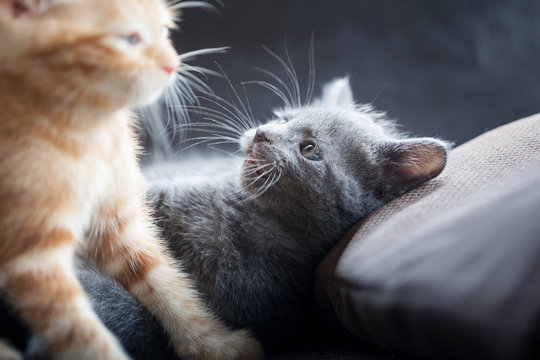cute kittens