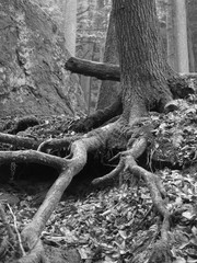 Mysterious roots in forest
