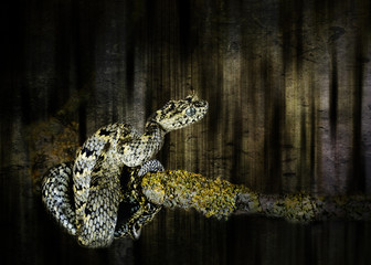 snake atheris ceratophora