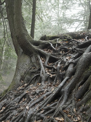 Tree with exposed roots growing on a rock