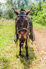 Horse in Protected Area Miraflor, Nicaragua