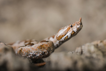 snake vipera ammodytes