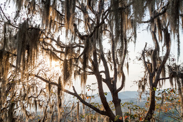 Tree with Spanish moss in Protected Area Miraflor, Nicaragua
