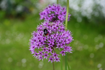 Lila Riesenlauch mit Hummel