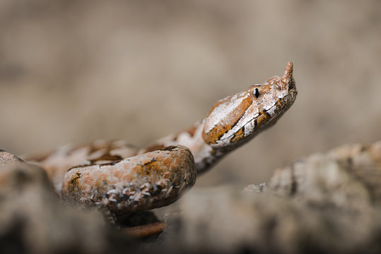 Snake Vipera Ammodytes