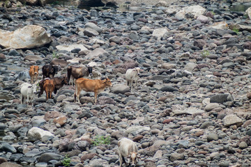 Fototapeta na wymiar Cows in Somoto canyon, Nicaragua