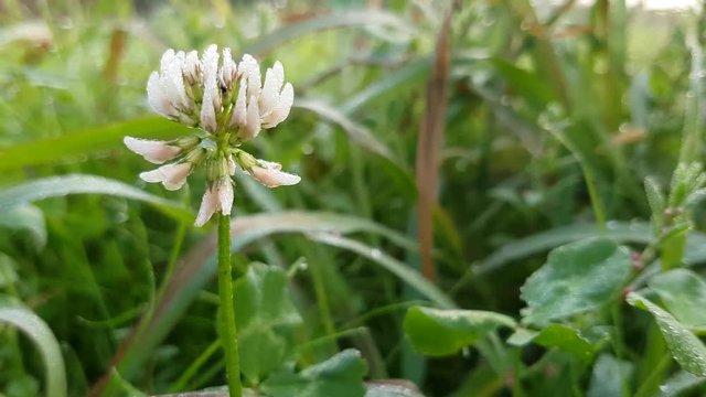 Gocce di rugiada su un fiore, Gocce di rugiada su una zanzara
