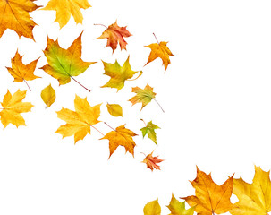 Falling leaves isolated on white background. Autumn background.