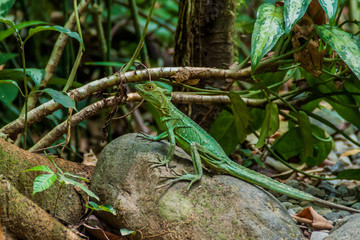 Female Plumed basilisk (Basiliscus plumifrons), also called a green basilisk in a forest near La Fortuna, Costa Rica