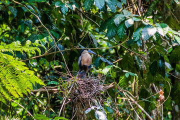 Boat-billed heron (Cochlearius cochlearius) in a forest near La Fortuna, Costa Rica