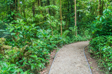 Hiking trail in cloud forest of Reserva Biologica Bosque Nuboso Monteverde, Costa Rica