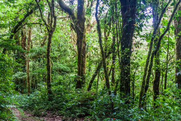Cloud forest of Reserva Biologica Bosque Nuboso Monteverde, Costa Rica