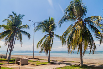 Fototapeta na wymiar Seaside palms in Puntarenas, Costa Rica