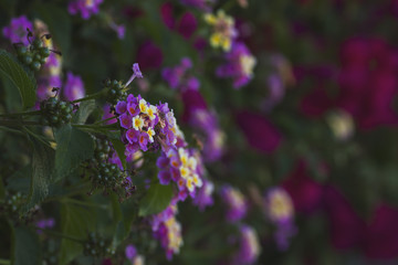 lantana camara flowers garden wall