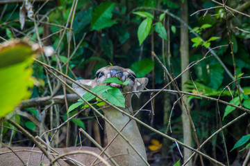 Deer in National Park Manuel Antonio, Costa Rica