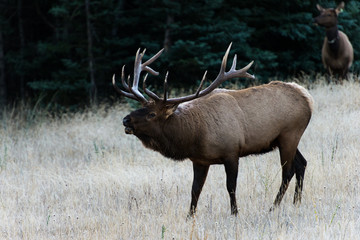  A bull elk calling
