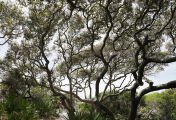 live oak trees on beach