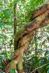 Fototapeta premium Entwined trees in National Park Manuel Antonio, Costa Rica