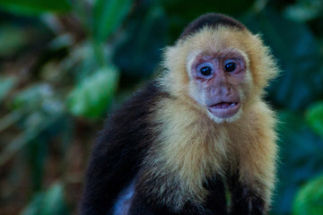 White-headed capuchin monkey (Cebus capucinus) in National Park Manuel Antonio, Costa Rica