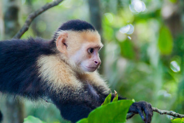 White-headed capuchin monkey (Cebus capucinus) in National Park Manuel Antonio, Costa Rica