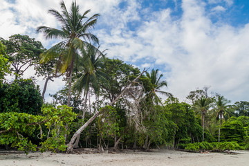 Fototapeta na wymiar Palms on a beach in National Park Manuel Antonio, Costa Rica